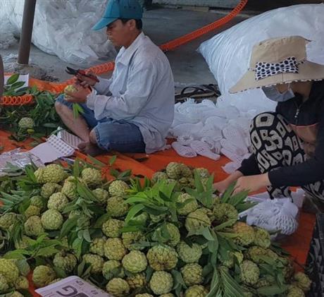 Ngày 16/12: Kết nối ý tưởng công nghệ bảo quản trái mãng cầu